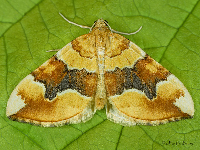  70.085 Barred Yellow Copyright Martin Evans 