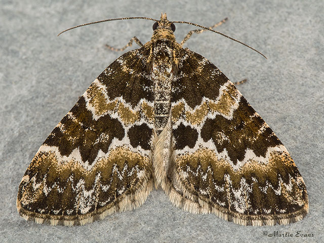  70.086 Broken-barred Carpet Copyright Martin Evans 