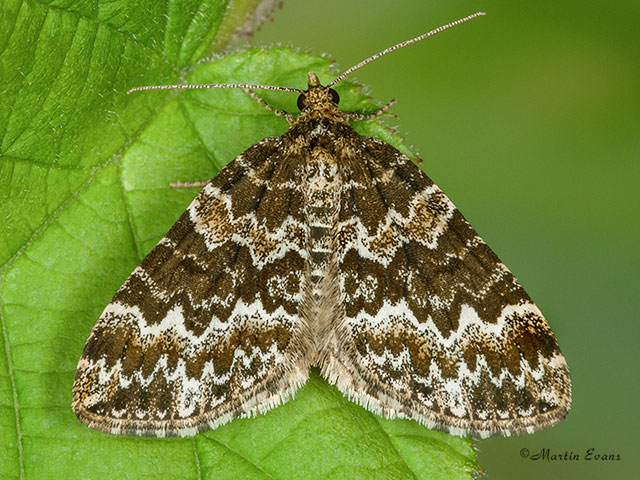  70.086 Broken-barred Carpet Copyright Martin Evans 