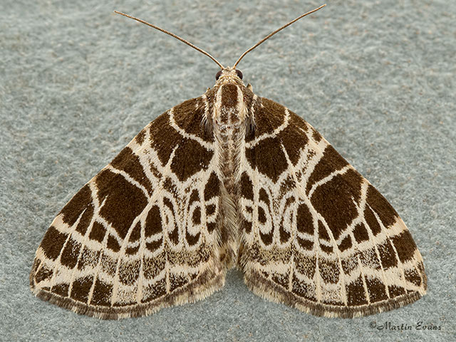  70.088 Netted Carpet Copyright Martin Evans 