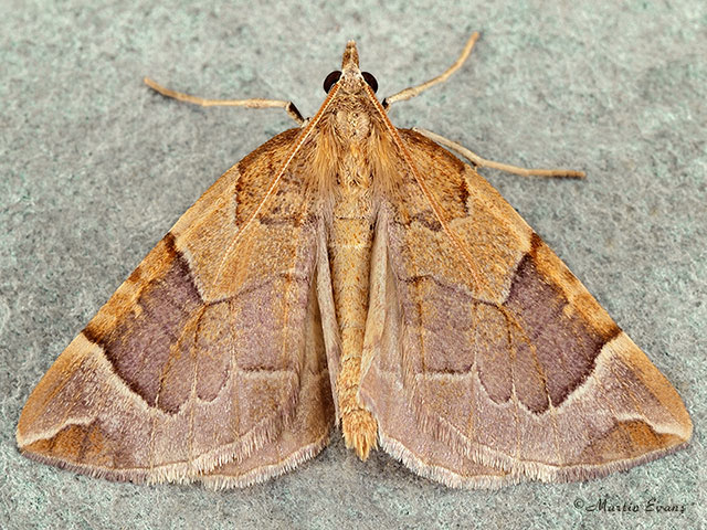  70.090 Chevron Copyright Martin Evans 
