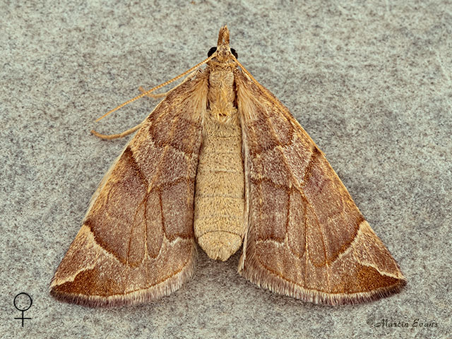  70.090 Chevron female Copyright Martin Evans 