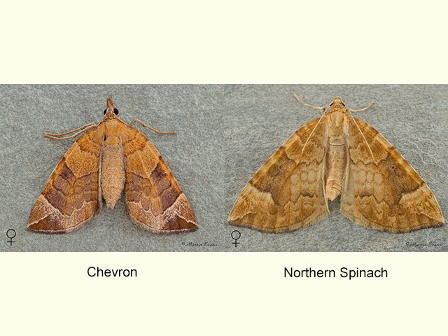  70.090 Chevron and Northern Spinach Copyright Martin Evans 