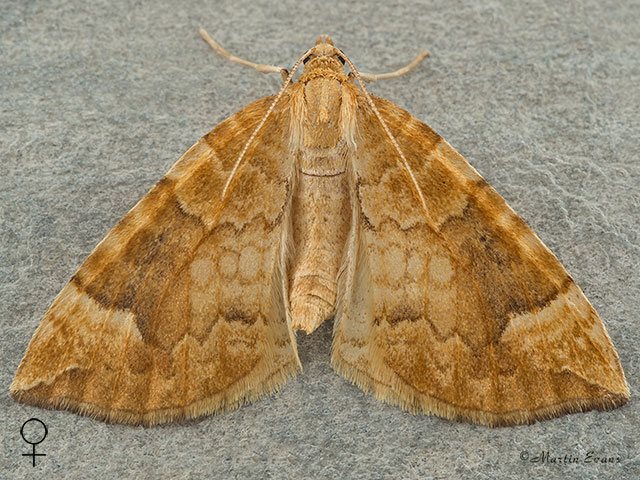  70.091 Northern Spinach female Copyright Martin Evans 