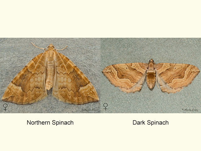  70.091 Northern Spinach and Dark Spinach Copyright Martin Evans 