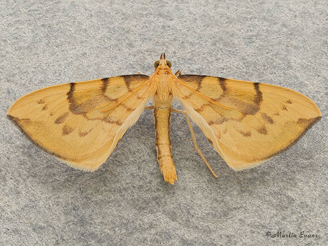  70.093 Barred Straw Copyright Martin Evans 