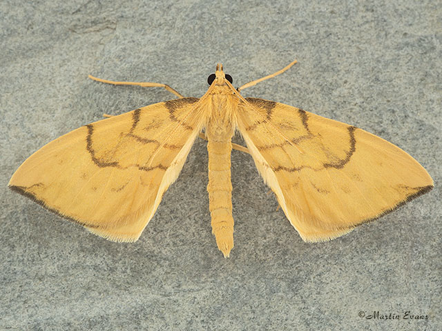  70.093 Barred Straw Copyright Martin Evans 
