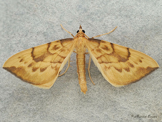  70.093 Barred Straw Copyright Martin Evans 