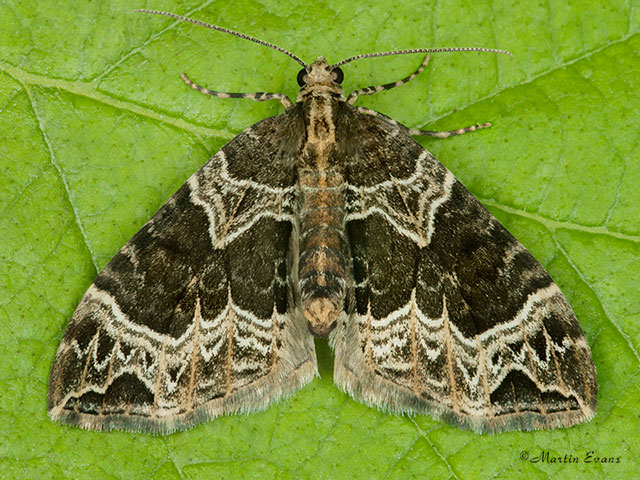  70.094 Small Phoenix Copyright Martin Evans 