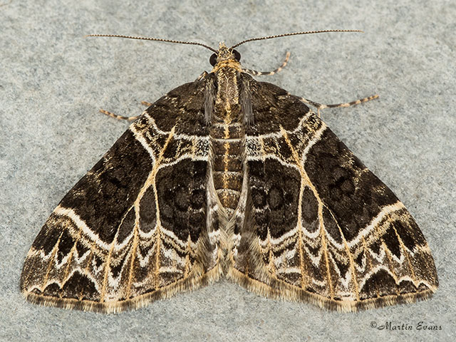  70.094 Small Phoenix Copyright Martin Evans 