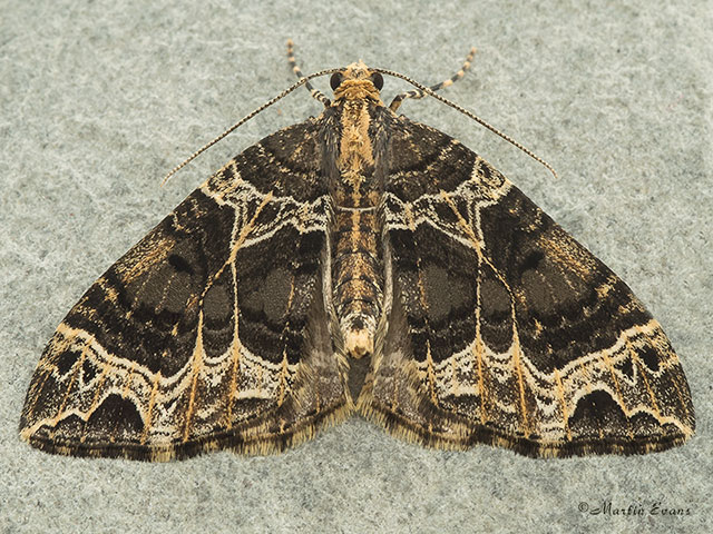  70.094 Small Phoenix Copyright Martin Evans 
