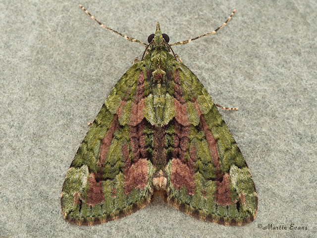  70.095 Red-green Carpet Copyright Martin Evans 