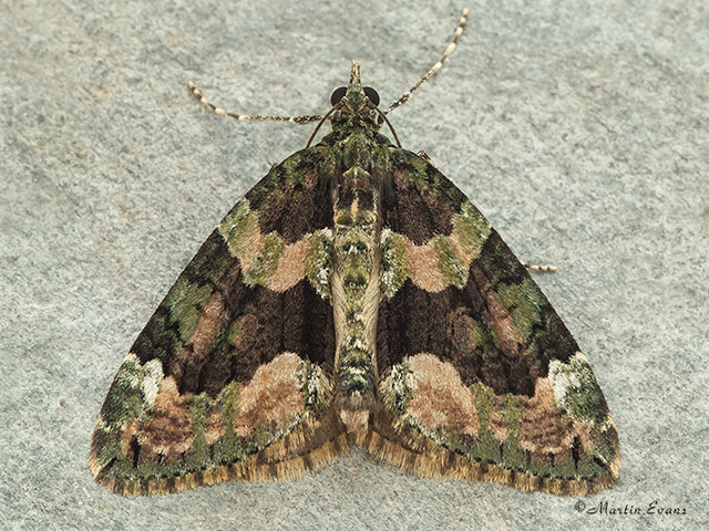  70.095 Red-green Carpet Copyright Martin Evans 