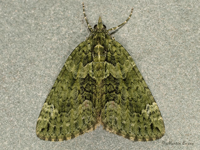  70.095 Red-green Carpet Copyright Martin Evans 