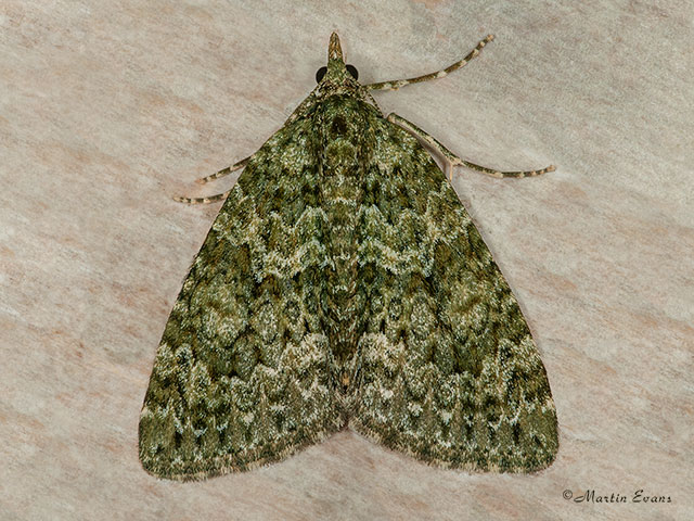  70.096 Autumn Green Carpet Copyright Martin Evans 