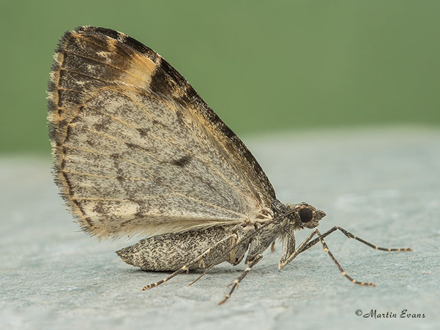  70.097 Common Marbled Carpet Copyright Martin Evans 