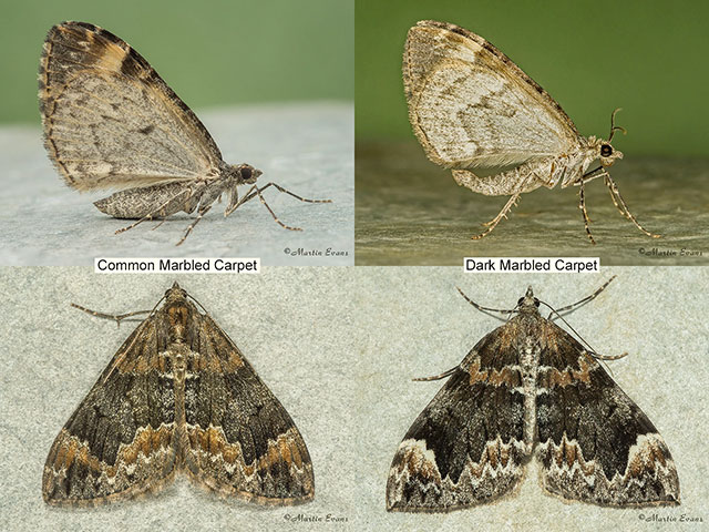  70.097 Common Marbled Carpet & Dark Marbled Carpet Copyright Martin Evans 