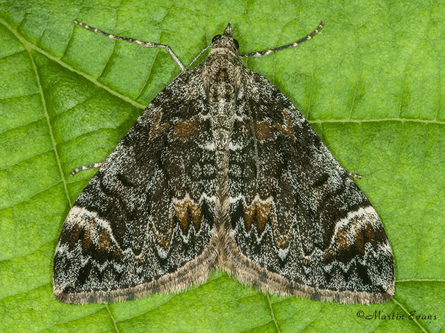  70.098 Dark Marbled Carpet Copyright Martin Evans 
