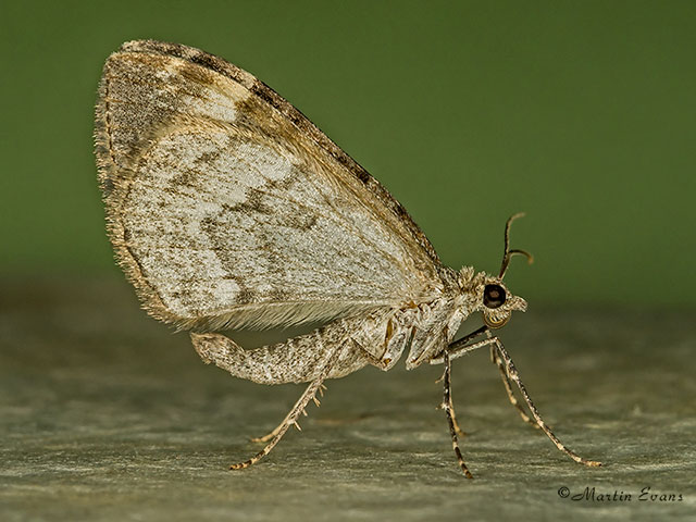  70.098 Dark Marbled Carpet underside Copyright Martin Evans 