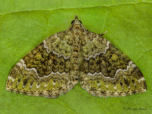  70.099 Beech-green Carpet Copyright Martin Evans 