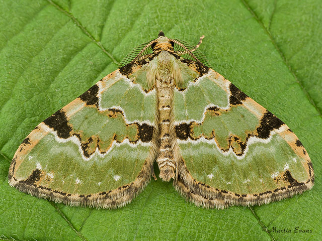  70.100 Green Carpet Copyright Martin Evans 