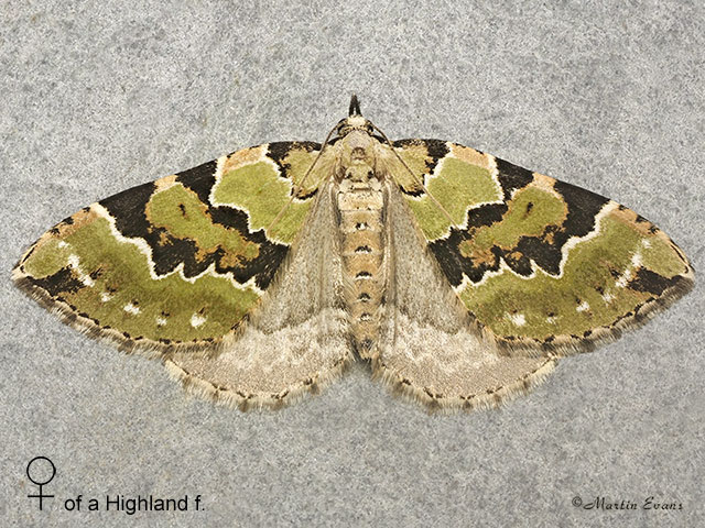  70.100 Green Carpet female of a Scottish Highland form Copyright Martin Evans 