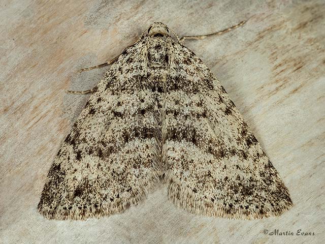  70.101 Mottled Grey Copyright Martin Evans 