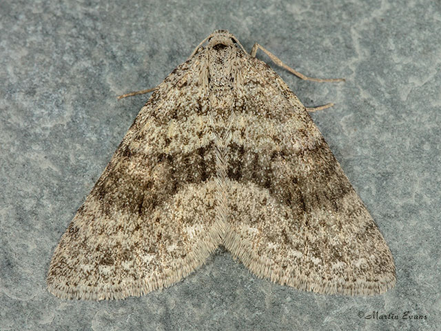  70.101 Mottled Grey Copyright Martin Evans 
