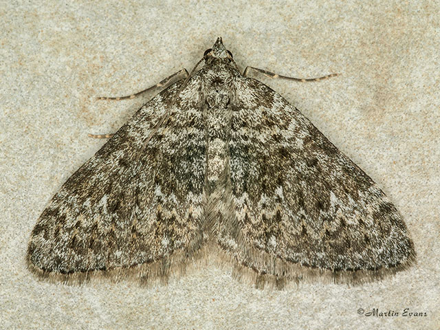 70.102 Striped Twin-spot Carpet Copyright Martin Evans 