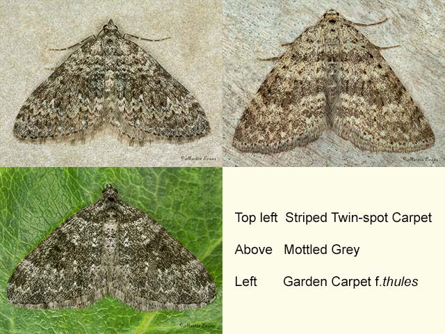  70.102 Striped Twin-spot Carpet, Mottled Grey and Garden Carpet f.thules Copyright Martin Evans 