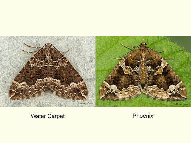  70.103 Water Carpet and Phoenix Copyright Martin Evans 