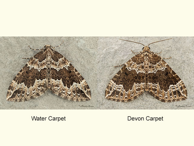  70.103 Water Carpet and Devon Carpet Copyright Martin Evans 