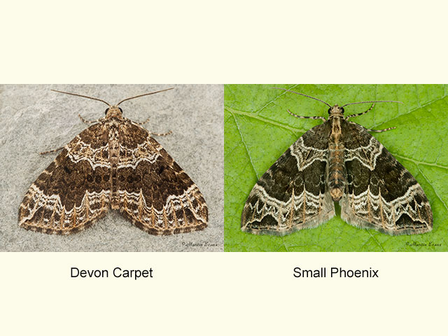  70.104 Devon Carpet and Small Phoenix Copyright Martin Evans 