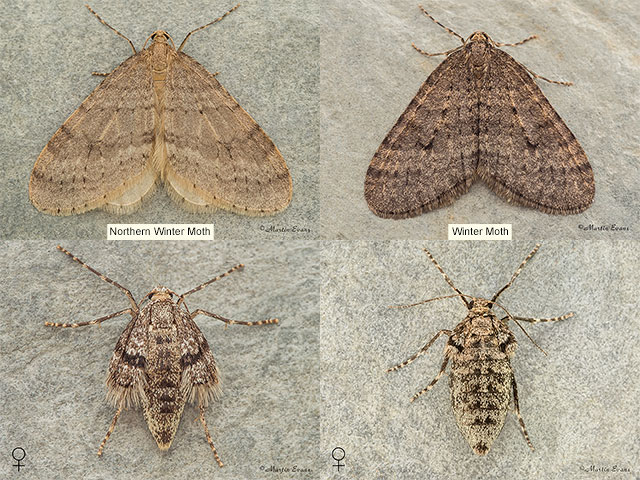  70.105 Northern Winter Moth and Winter Moth Copyright Martin Evans 