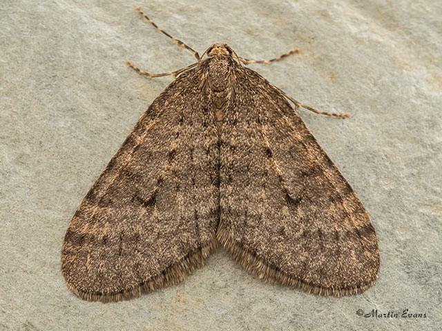  70.106 Winter Moth Copyright Martin Evans 