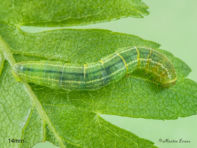  70.106 Winter Moth larva 14mm Copyright Martin Evans 