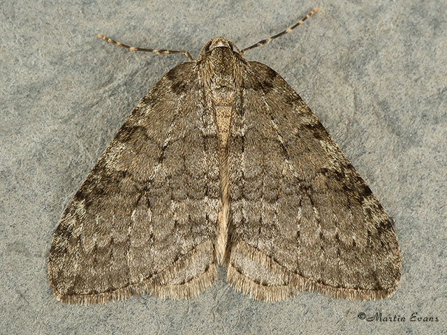  70.107 November Moth Copyright Martin Evans 