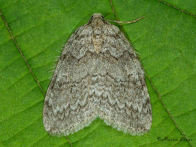  70.107 November Moth Copyright Martin Evans 