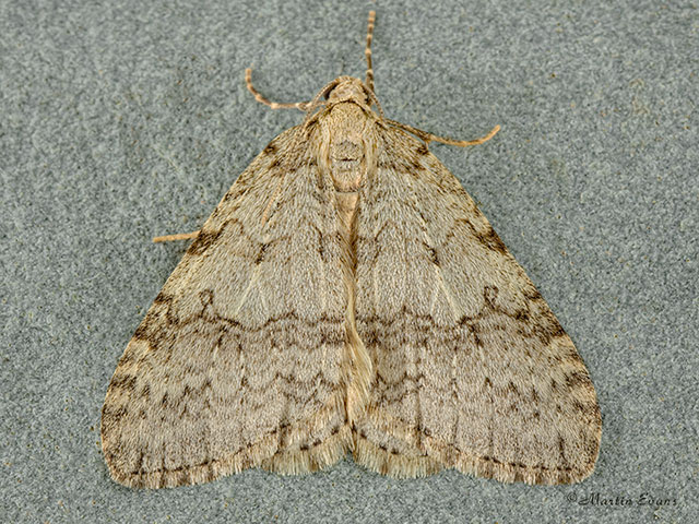 70.107 November Moth Copyright Martin Evans 