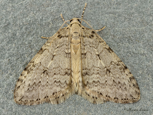  70.107 November Moth Copyright Martin Evans 