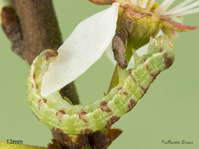  70.107 November Moth larva 13mm Copyright Martin Evans 