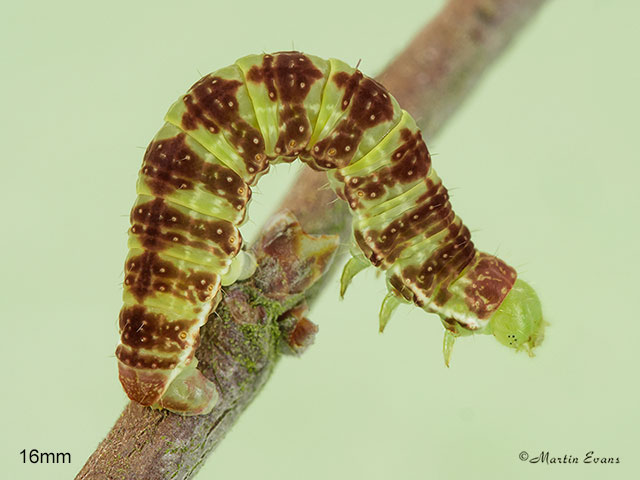  70.107 November Moth larva 16mm Copyright Martin Evans 
