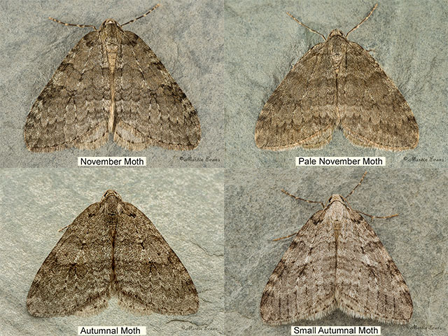  70.107 November Moth, Pale November Moth, Autumnal Moth Copyright Martin Evans 
