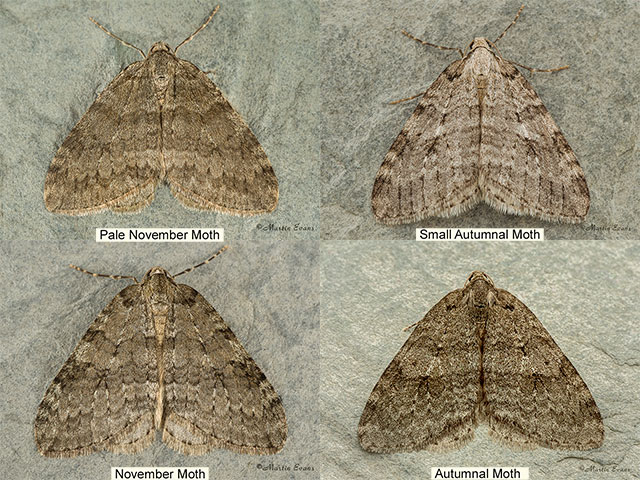  70.108 Pale November Moth, Autumnal Moth, November Moth Copyright Martin Evans 