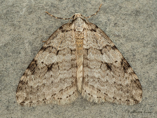  70.110 Small Autumnal Moth Copyright Martin Evans 