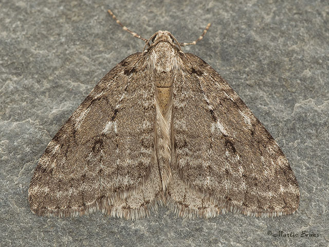  70.110 Small Autumnal Moth Copyright Martin Evans 