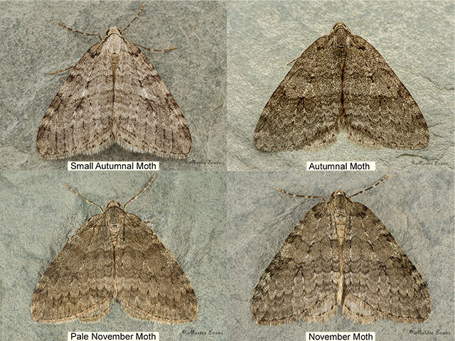  70.110 Small Autumnal Moth and similar species Copyright Martin Evans 