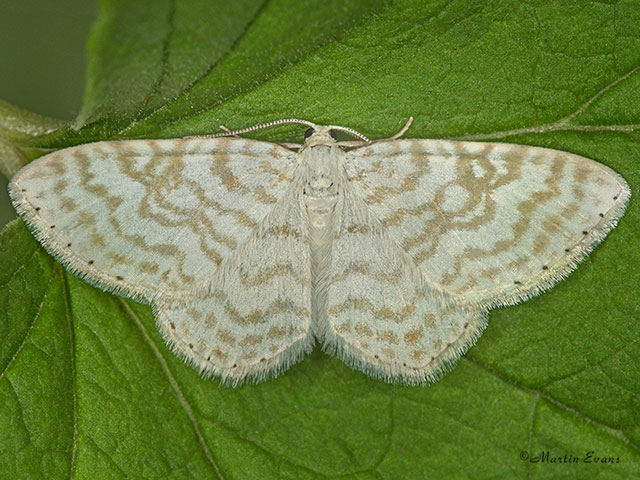  70.111 Small White Wave Copyright Martin Evans 
