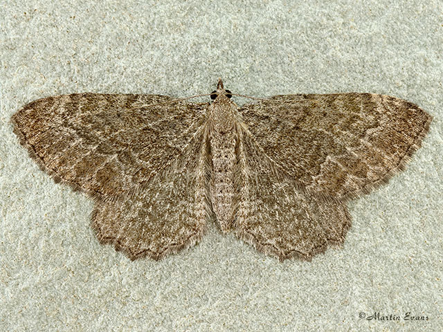  70.118 Brown Scallop Copyright Martin Evans 