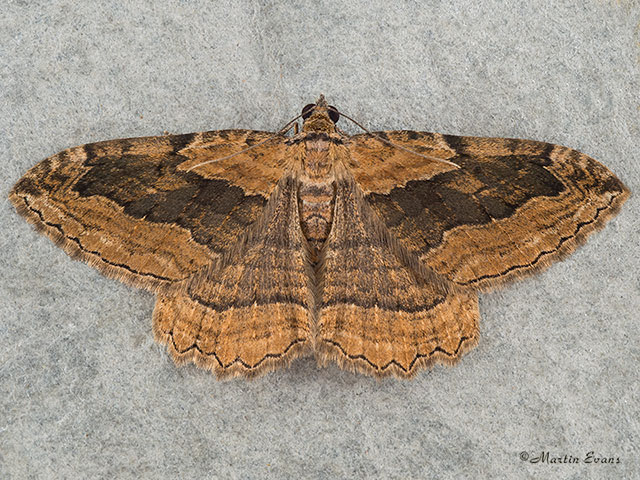  70.119 Dark Umber Copyright Martin Evans 